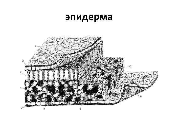 эпидерма 