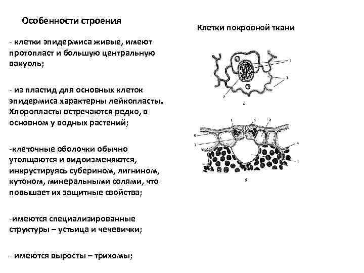 Особенности строения - клетки эпидермиса живые, имеют протопласт и большую центральную вакуоль; - из