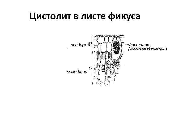 Верхний слой эпидермы на рисунке обозначен буквой