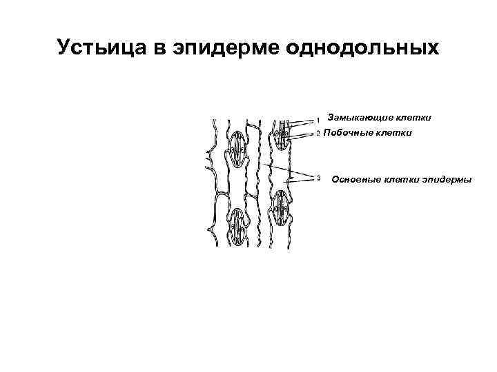 Устьица в эпидерме однодольных Замыкающие клетки Побочные клетки Основные клетки эпидермы 