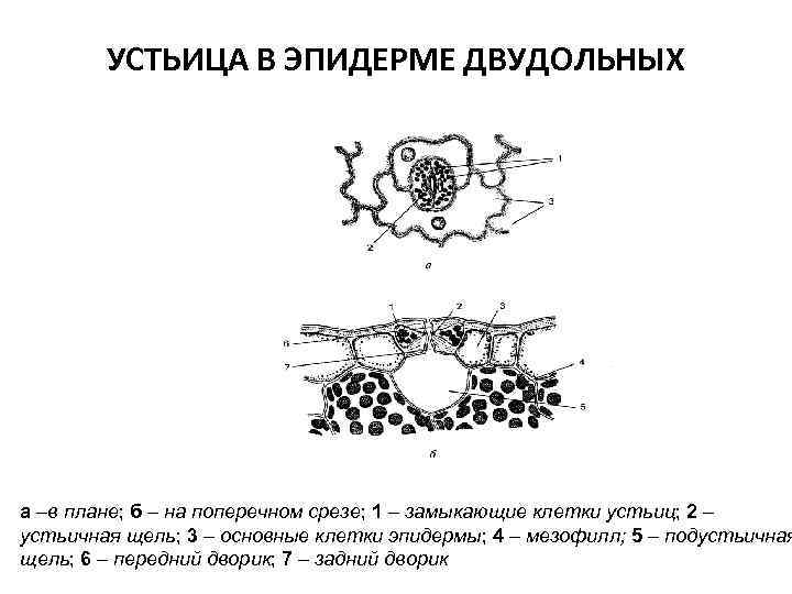 УСТЬИЦА В ЭПИДЕРМЕ ДВУДОЛЬНЫХ а –в плане; б – на поперечном срезе; 1 –