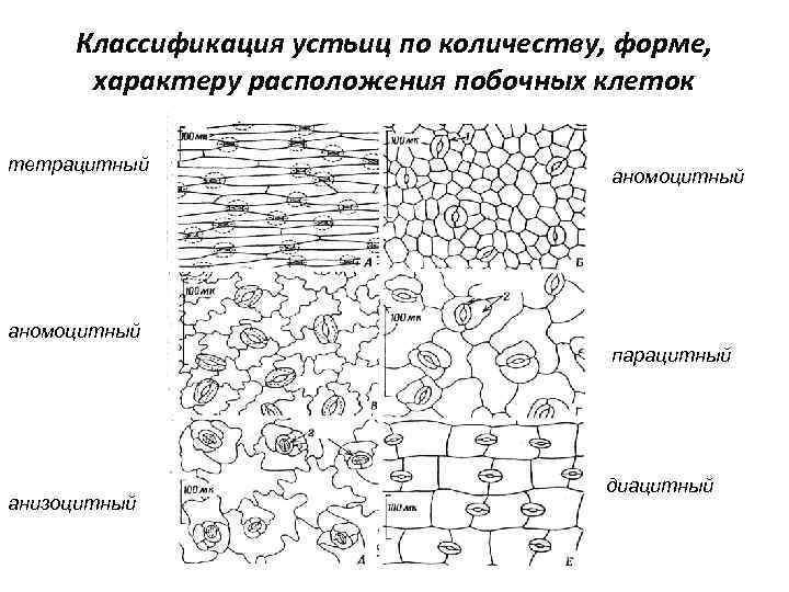 Классификация устьиц по количеству, форме, характеру расположения побочных клеток тетрацитный аномоцитный парацитный анизоцитный диацитный