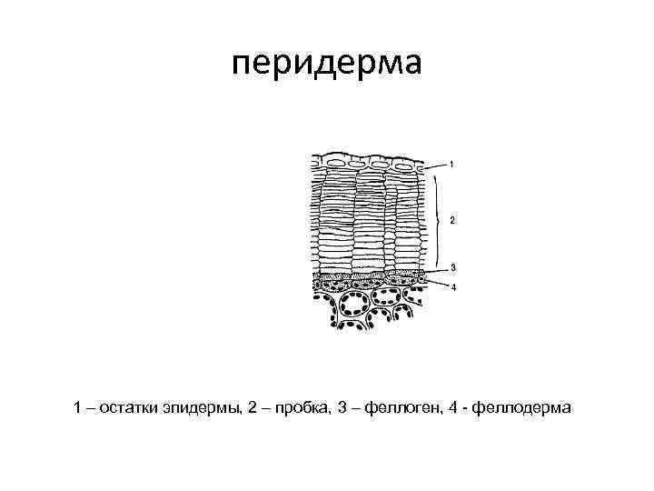 Верхний слой эпидермы на рисунке обозначен буквой