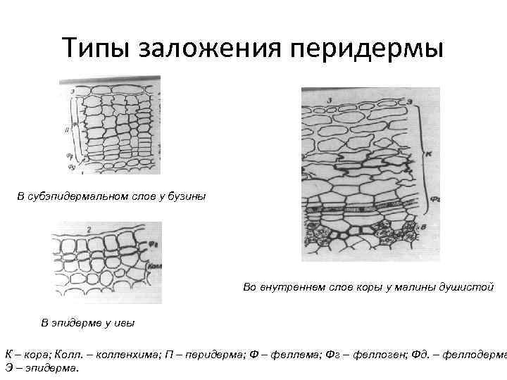 Типы заложения перидермы В субэпидермальном слое у бузины Во внутреннем слое коры у малины