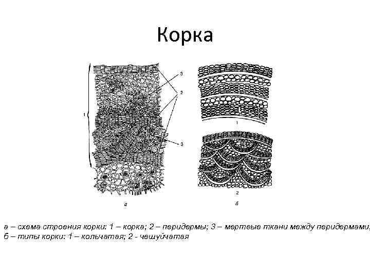 Корка кольцеобразная и чешуйчатая схемы