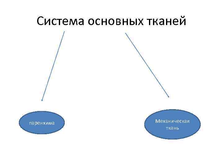 Система основных тканей паренхима Механическая ткань 