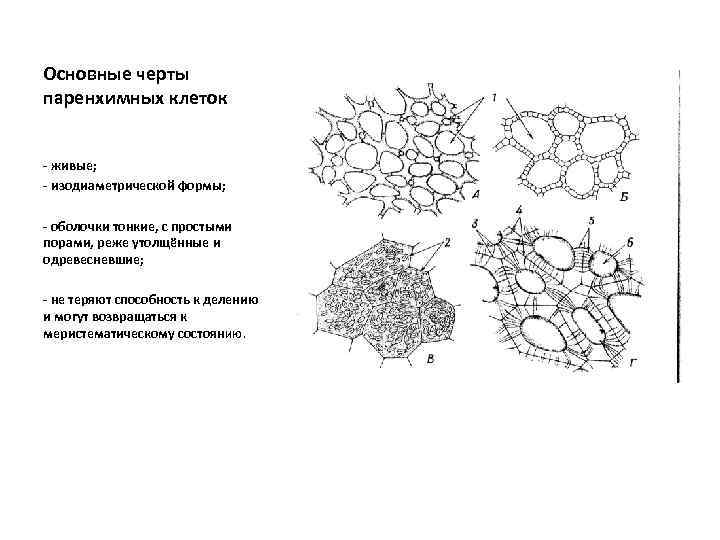 Основные черты паренхимных клеток - живые; - изодиаметрической формы; - оболочки тонкие, с простыми