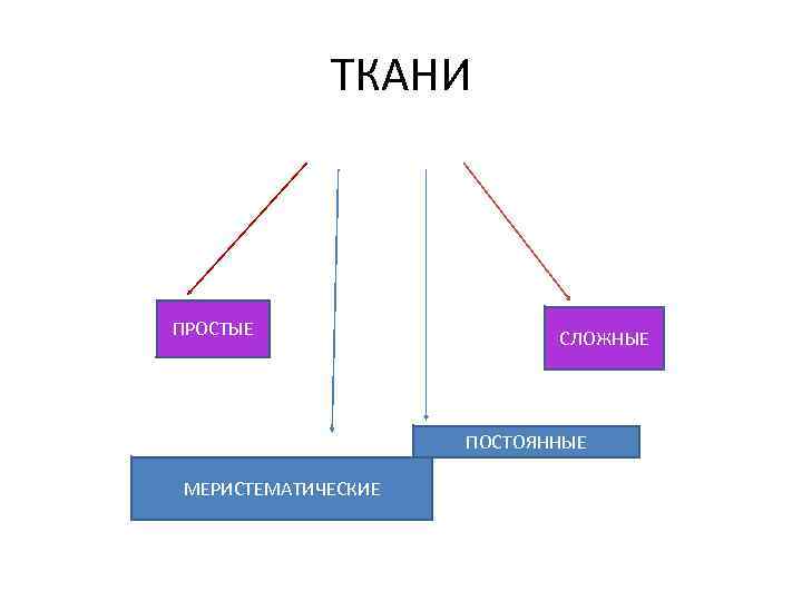 ТКАНИ ПРОСТЫЕ СЛОЖНЫЕ ПОСТОЯННЫЕ МЕРИСТЕМАТИЧЕСКИЕ 