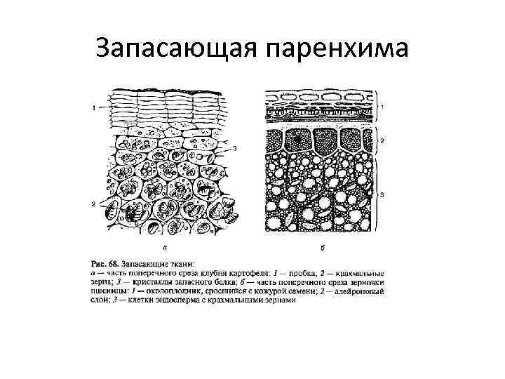 Особенности запасающей ткани. Запасающая ткань растений.