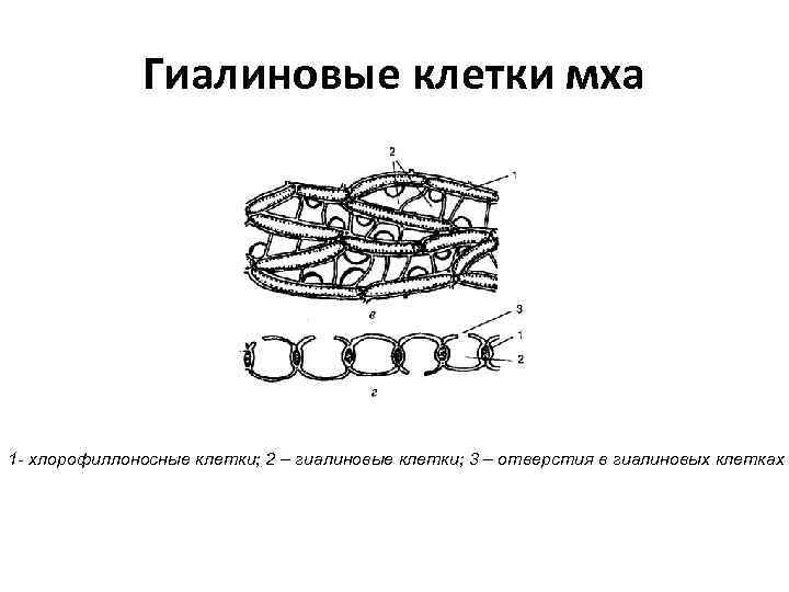 Гиалиновые клетки мха 1 - хлорофиллоносные клетки; 2 – гиалиновые клетки; 3 – отверстия