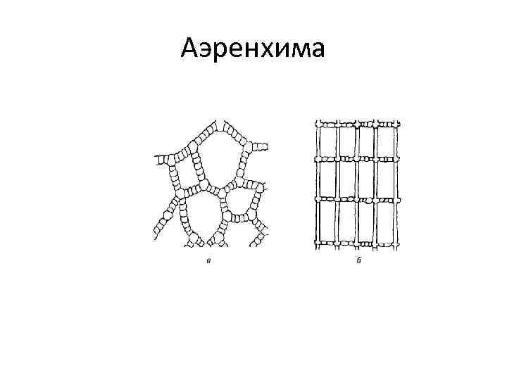 Аэренхима 