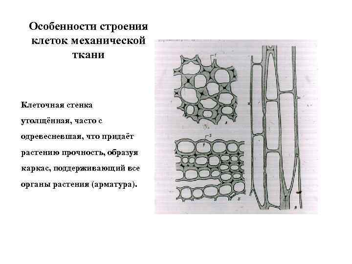 Особенности строения клеток механической ткани Клеточная стенка утолщённая, часто с одревесневшая, что придаёт растению