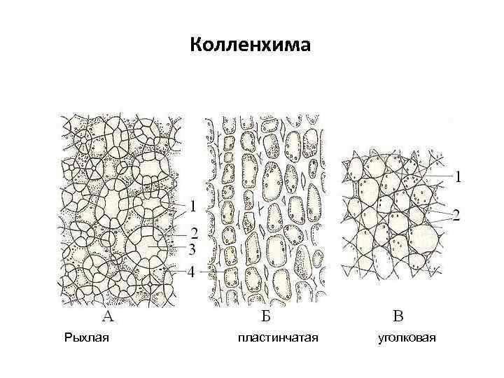 Колленхима это