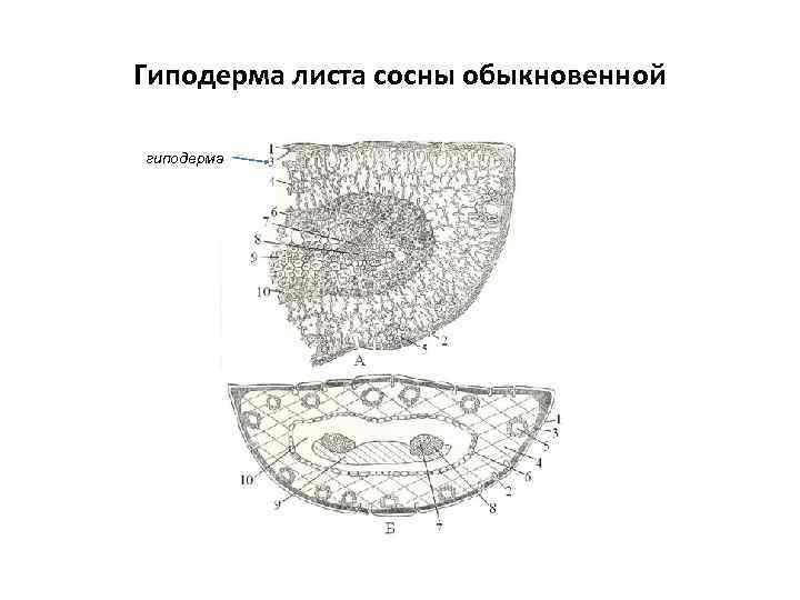 Гиподерма листа сосны обыкновенной гиподерма 