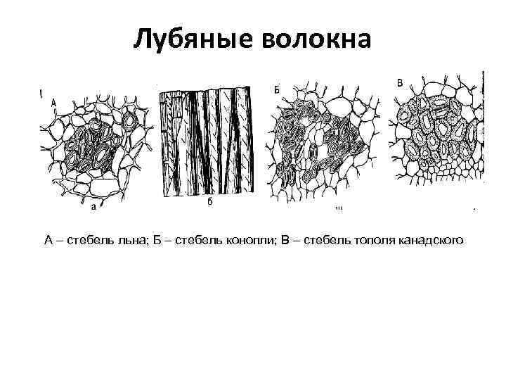 Лубяные волокна