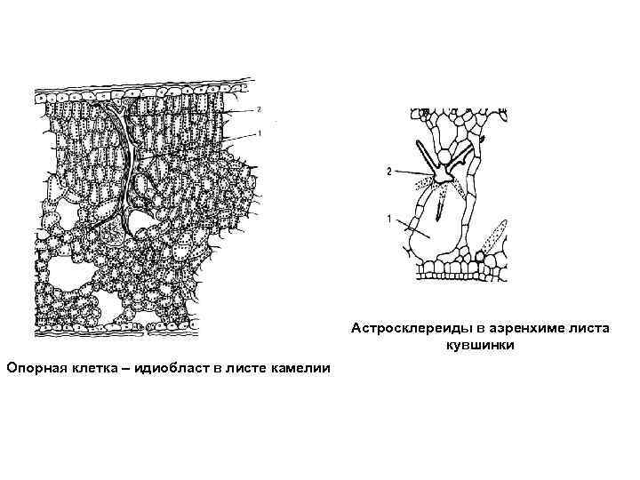 Астросклереиды в аэренхиме листа кувшинки Опорная клетка – идиобласт в листе камелии 