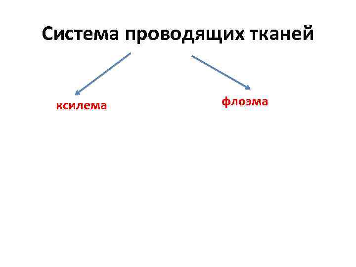 Система проводящих тканей ксилема флоэма 