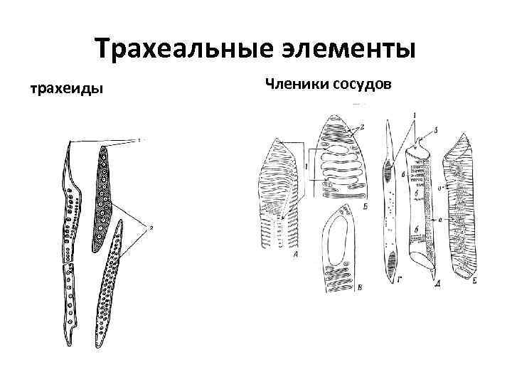 Трахеальные элементы трахеиды Членики сосудов 