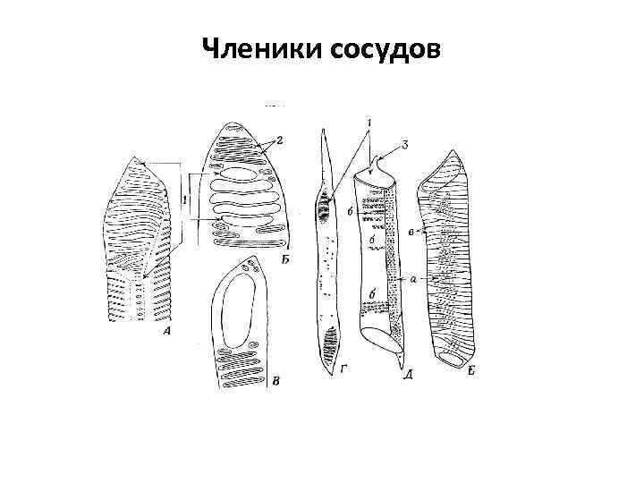 Членики сосудов 