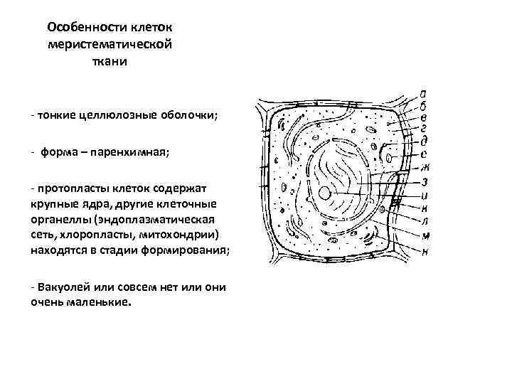 Особенности клеток меристематической ткани - тонкие целлюлозные оболочки; - форма – паренхимная; - протопласты