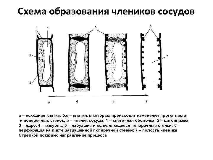 Схема образования линолеодистеарина