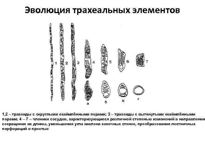 Эволюция трахеальных элементов 1, 2 – трахеиды с округлыми окаймлёнными порами; 3 – трахеиды