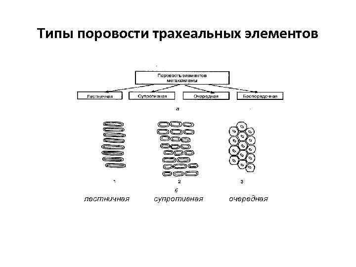 Типы поровости трахеальных элементов лестничная супротивная очередная 