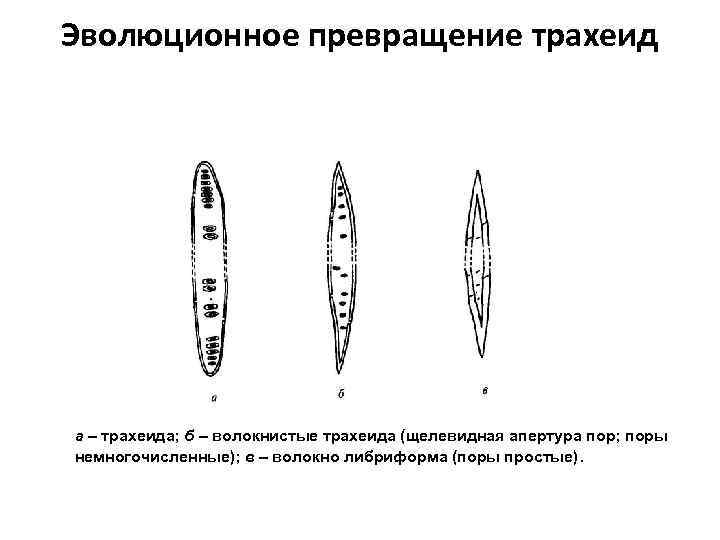 Эволюционное превращение трахеид а – трахеида; б – волокнистые трахеида (щелевидная апертура пор; поры