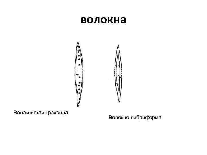 волокна Волокнистая трахеида Волокно либриформа 