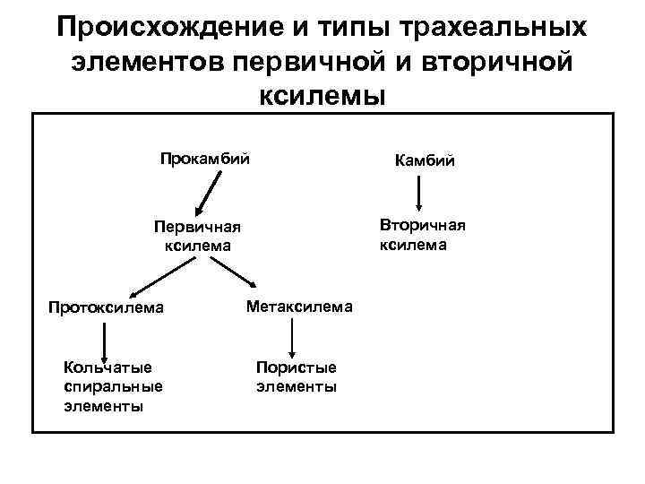 Происхождение и типы трахеальных элементов первичной и вторичной ксилемы Прокамбий Камбий Вторичная ксилема Первичная