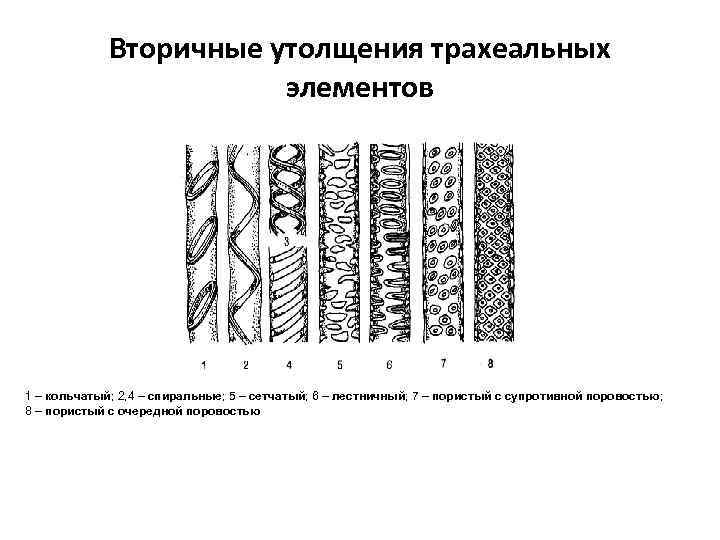 Вторичные утолщения трахеальных элементов 1 – кольчатый; 2, 4 – спиральные; 5 – сетчатый;