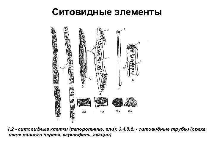 Ситовидные клетки