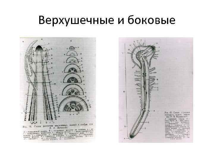 Верхушечные и боковые 