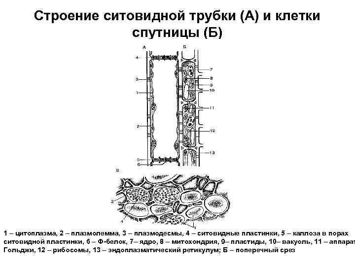 Строение ситовидной трубки (А) и клетки спутницы (Б) 1 – цитоплазма, 2 – плазмолемма,