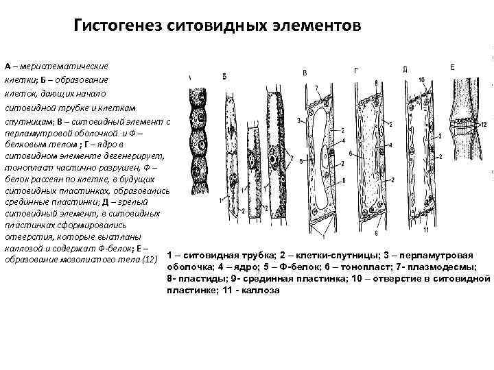 Где находятся ситовидные трубки