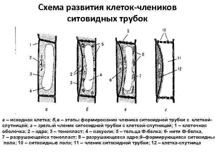 Схема развития клеток-члеников ситовидных трубок а – исходная клетка; б, в – этапы формирования