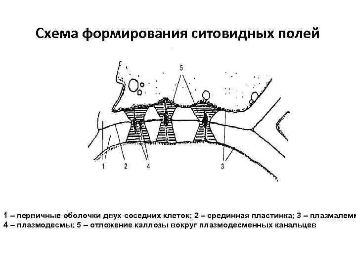 Схема формирования ситовидных полей 1 – первичные оболочки двух соседних клеток; 2 – срединная