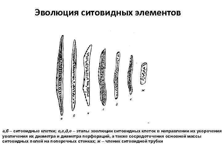 Эволюция ситовидных элементов а, б – ситовидные клетки; в, г, д, е – этапы