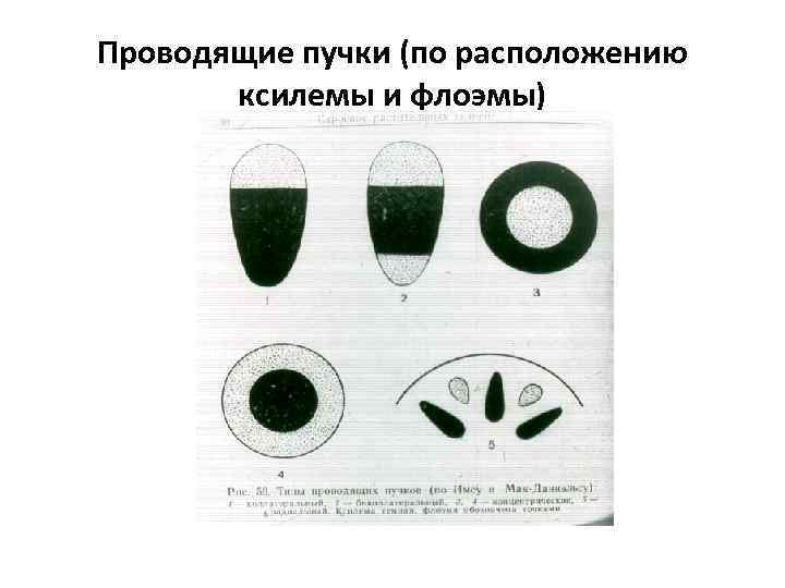 Проводящие пучки (по расположению ксилемы и флоэмы) 