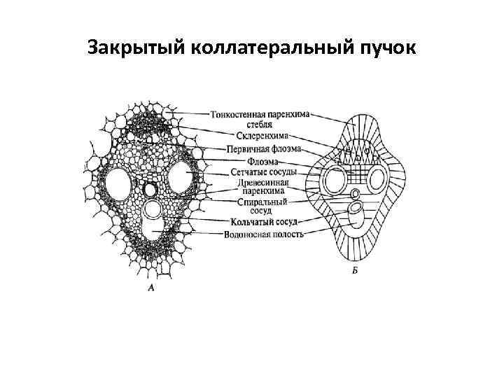 Закрытый коллатеральный пучок 