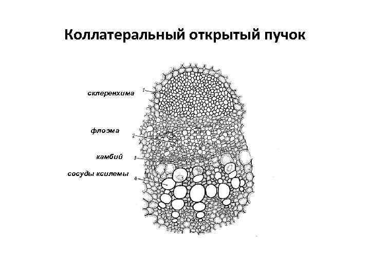 Коллатеральный открытый пучок склеренхима флоэма камбий сосуды ксилемы 