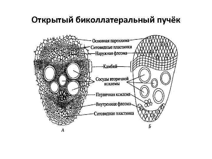 Открытый биколлатеральный пучёк 