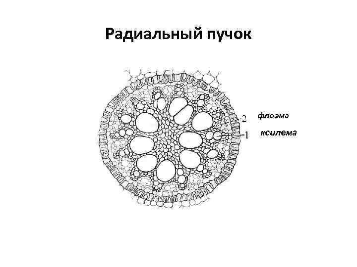 Радиальный пучок флоэма ксилема 