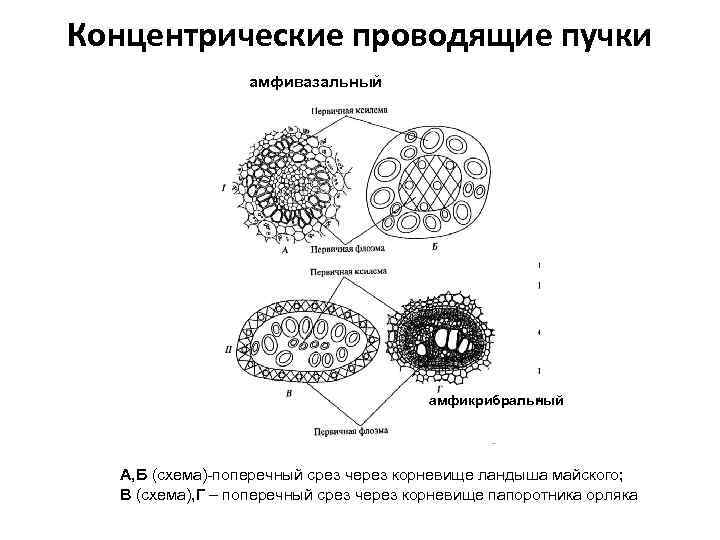 Концентрические проводящие пучки амфивазальный амфикрибральный А, Б (схема)-поперечный срез через корневище ландыша майского; В