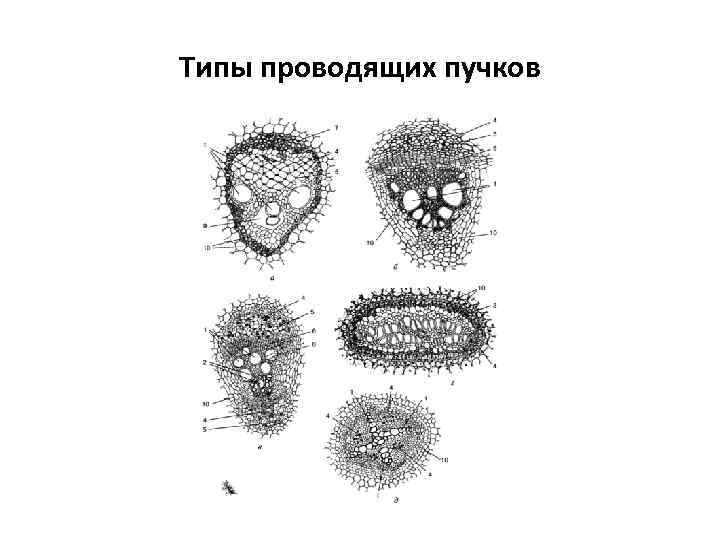 Типы проводящих. Типы проводящих Пучков. Типы строения проводящих Пучков. Полиархный проводящий пучок. Проводящие пучки типы.