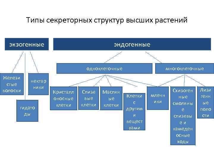 Типы секреторных структур высших растений экзогенные эндогенные одноклеточные Желези стые волоски нектар ники гидато