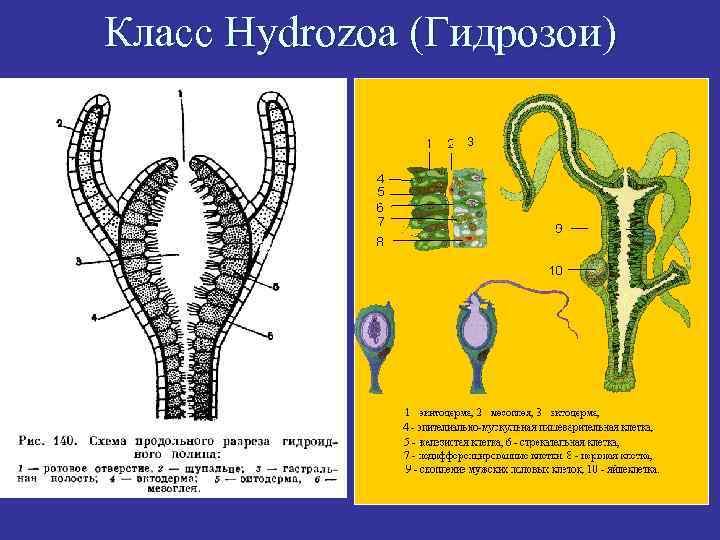 Класс Hydrozoa (Гидрозои) 