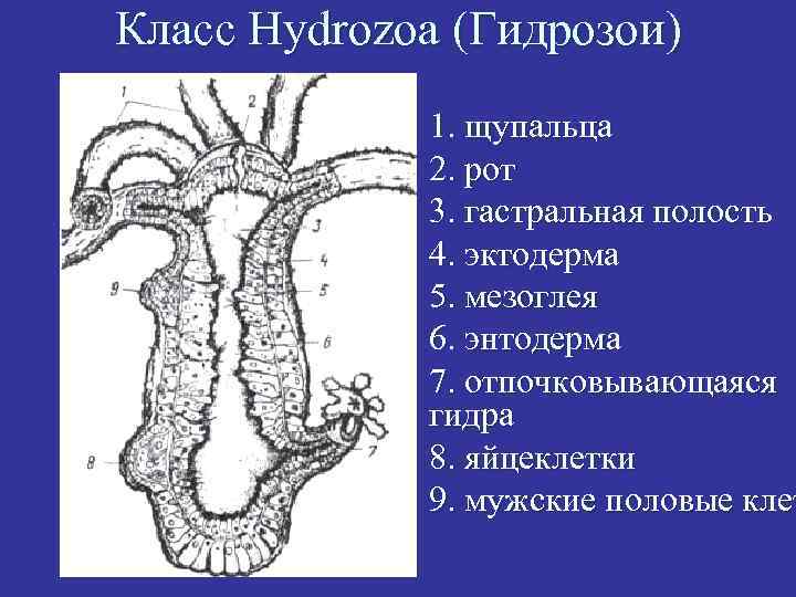 Класс Hydrozoa (Гидрозои) n n n n n 1. щупальца 2. рот 3. гастральная