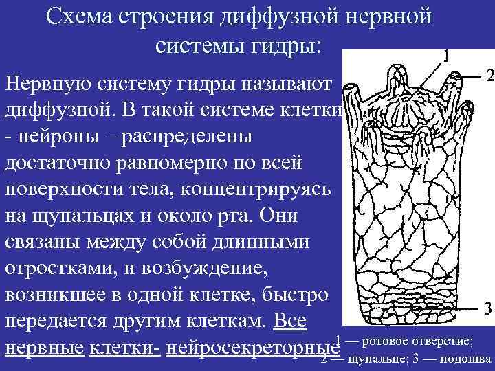 Схема строения диффузной нервной системы гидры: Нервную систему гидры называют диффузной. В такой системе