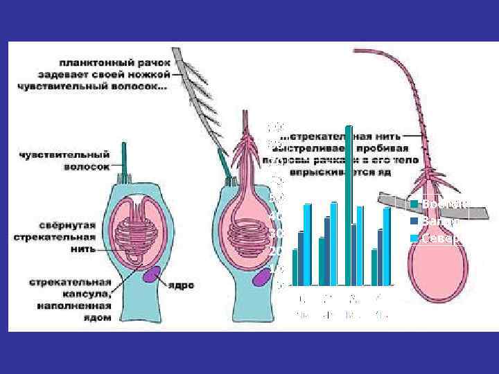 Стрекательная клетка гидры 